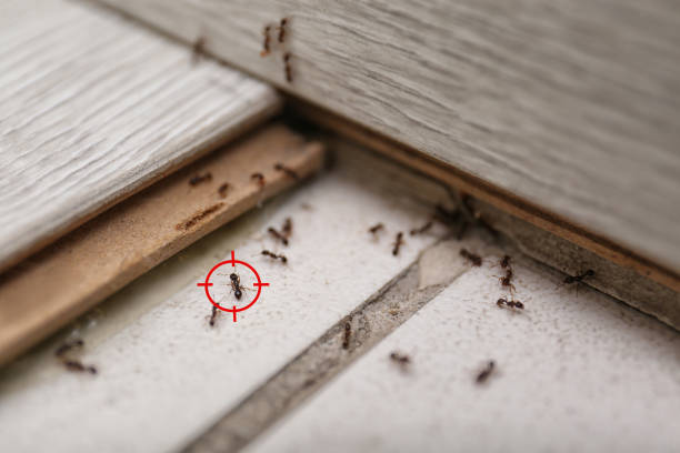 Best Rodent Control Near Me  in Minneapolis, MN