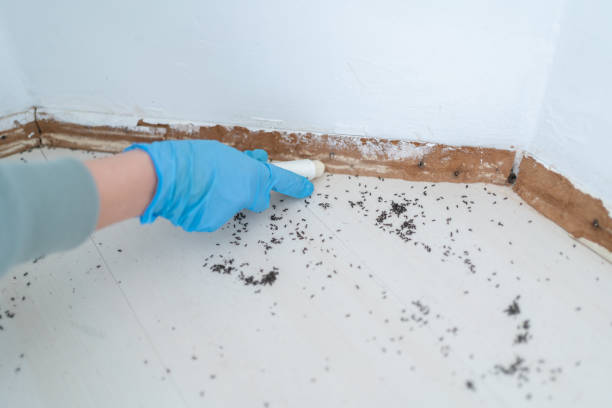 Best Mosquito Control Services  in Minneapolis, MN